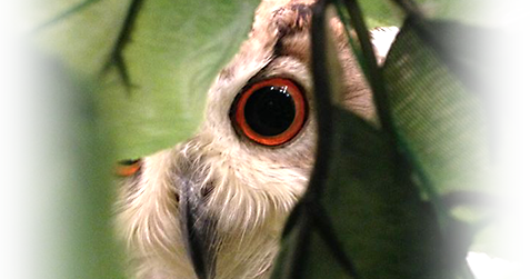 フクロウのみせフクロウの出勤スケジュール